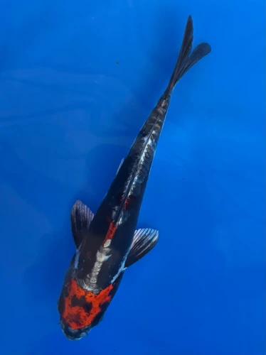 16cm Japanese Imported Beni Kikokuryu - Aokiya - QT-11 - 133