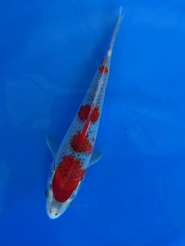 16cm Japanese Imported Goshiki - Aokiya - QT-11 - 132