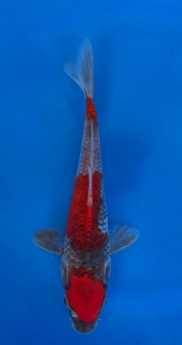 17cm Japanese imported Goshiki - Aokiya - QT-11 - 18