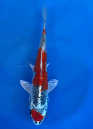 16cm Japanese Imported Beni Kikokuryu - Aokiya - QT-11 - 135