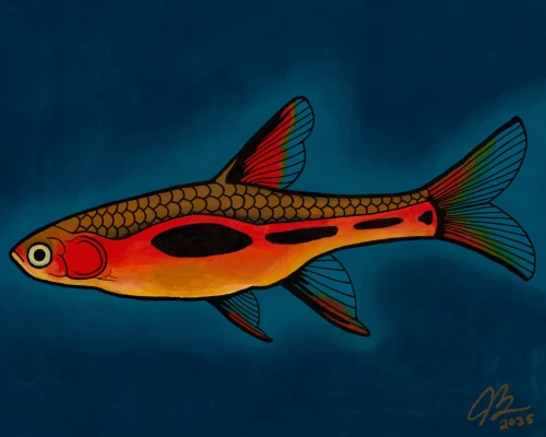 Chili Rasbora - Print