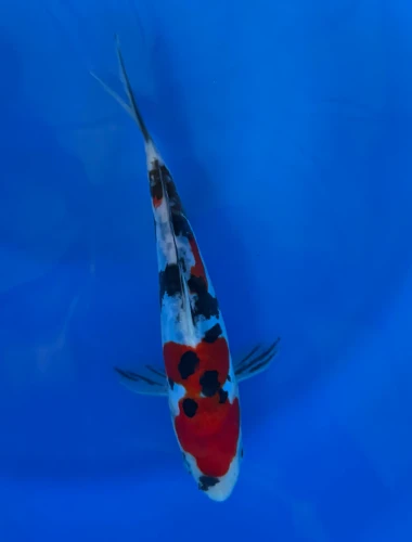16cm Japanese Imported Doitsu Showa - Aokiya - QT-11 - 112