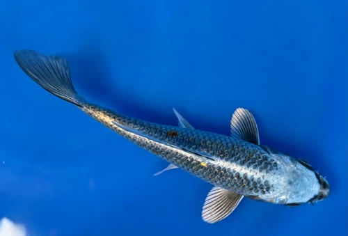 16cm Japanese Imported Kikokuryu - Aokiya - QT-11 - 100
