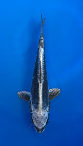 18cm Japanese imported Kikokuryu - Aokiya - QT-11 - 59