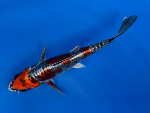 15cm Japanese Imported Beni Kikokuryu - Aokiya - QT-11 - 94