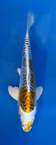 16cm Japanese imported Yellow Dragon - Aokiya - QT-11 - 50