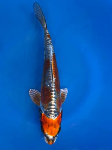 15cm Japanese imported Beni Kikokuryu - Aokiya - QT-11 - 26
