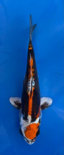 16cm Japanese imported Beni Kikokuryu - Aokiya - QT-11 - 23
