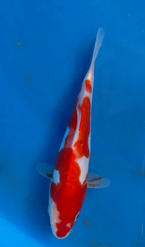 16CM Japanese Imported - Doitsu Kohaku - Shinoda - QT7 - 77