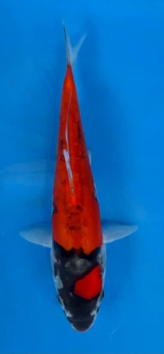 17cm Japanese Imported Goshiki - QT7-90