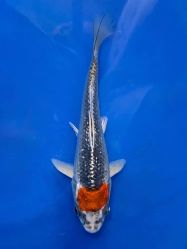 15CM Japanese Imported - Ginrin Tancho Kohaku - Shinoda - QT7 - 69