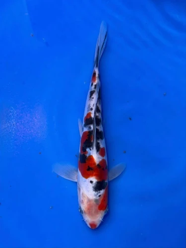 16CM Japanese Imported - Doitsu Showa - Shinoda - QT7 - 60