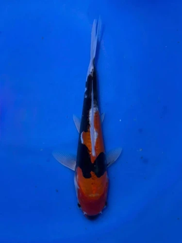 16CM Japanese Imported - Doitsu Showa - Shinoda - QT7 - 61