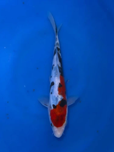 16CM Japanese Imported - Doitsu Sanke - Shinoda - QT7 - 54