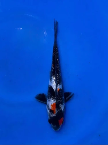 16CM Japanese Imported - Doitsu Tancho Showa - Shinoda - QT7 - 51