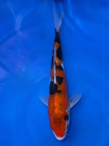 16CM Japanese Imported - Doitsu Sanke - Shinoda - QT7 - 48