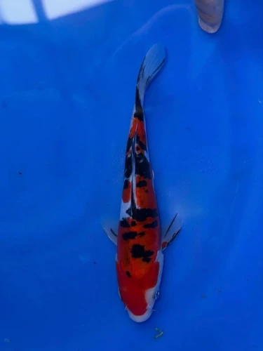 16CM Japanese Imported - Doitsu Showa - Shinoda - QT7 - 46