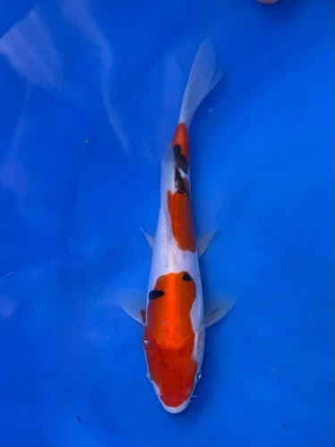 17CM Japanese Imported - Doitsu Sanke - Shinoda - QT7 - 45