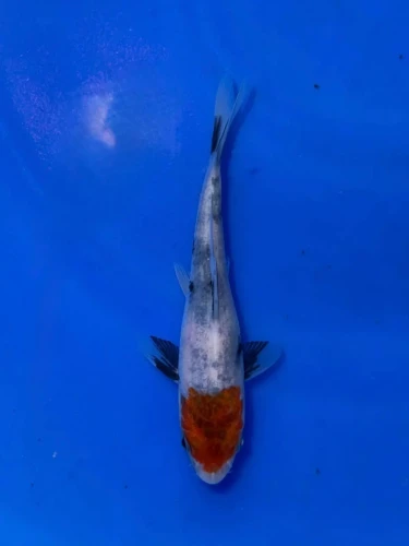 16CM Japanese Imported - Doitsu Sanke - Shinoda - QT7 - 43