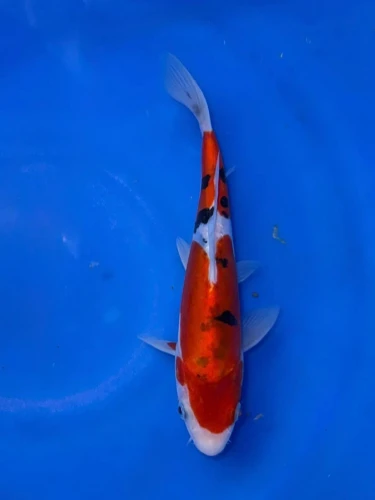 15CM Japanese Imported - Doitsu Sanke - Shinoda - QT7 - 42
