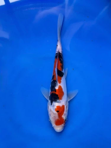 17CM Japanese Imported - Doitsu Sanke - Shinoda - QT7 - 36