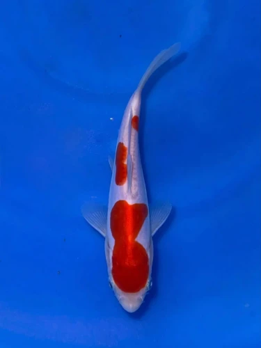16CM Japanese Imported - Doitsu Kohaku - Shinoda - QT7 - 35