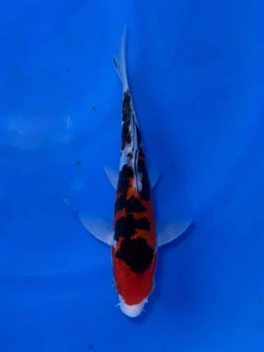 16CM Japanese Imported - Doitsu Kohaku - Shinoda - QT7 - 33