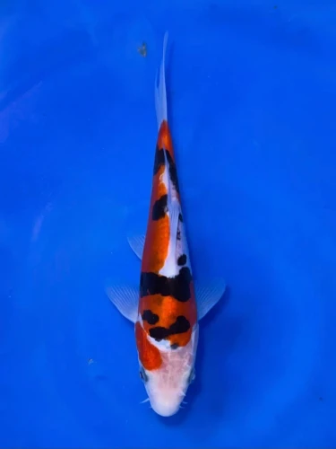 16CM Japanese Imported - Doitsu Kohaku - Shinoda - QT7 - 30