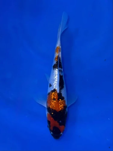 17CM Japanese Imported - Doitsu Showa - Shinoda - QT7 - 29
