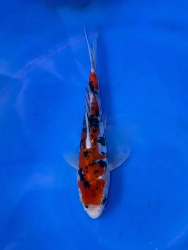 16CM Japanese Imported - Ginrin Showa - Shinoda - QT7 - 27