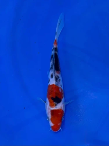 17CM Japanese Imported - Ginrin Showa - Shinoda - QT7 - 22