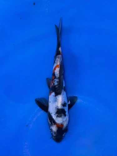 16CM Japanese Imported - Doitsu Sanke - Shinoda - QT7 - 16