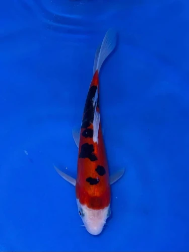 16CM Japanese Imported - Doitsu Sanke - Shinoda - QT7 - 15