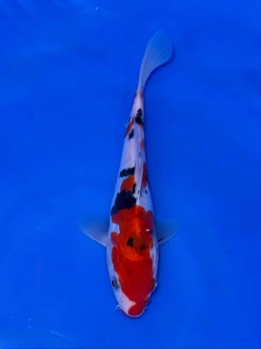 16CM Japanese Imported - Doitsu Sanke - Shinoda - QT7 - 11