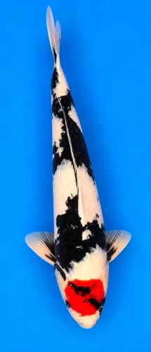 56cm Japanese Imported Tancho Showa - Isa - PGH8 - 17