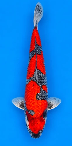 61cm Japanese Imported Goshiki - Kanno - PGH8 - 13