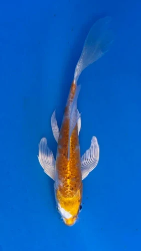 16cm Japanese Imported Koi Yellow Dragon Butterfly - Yamasan - QT3 - 47