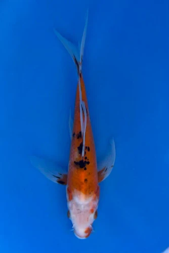 17cm Japanese Imported Koi Sanke Butterfly - Yamasan - QT3 - 27