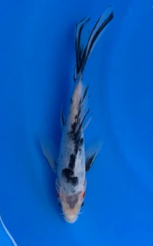 20cm Japanese Imported Koi Showa Butterfly - Yamasan - QT3 - 20