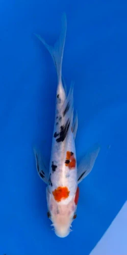 23cm Japanese Imported Koi Doitsu Sanke Butterfly - Yamasan - QT3 - 19