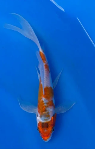 20cm Japanese Imported Koi Doitsu Kohaku Butterfly - Yamasan - QT3 - 17