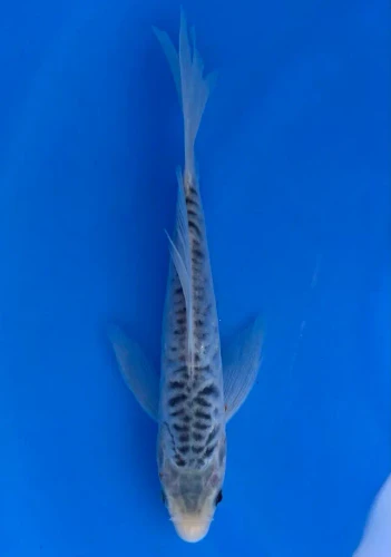 20cm Japanese Imported Koi Shusui Butterfly - Yamasan - QT3 - 16