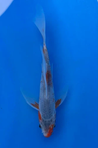 16cm Japanese Imported Koi Asagi Butterfly - Yamasan - QT3 - 14