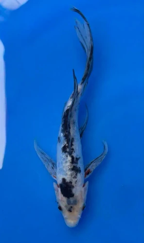 17cm Japanese Imported Koi Doitsu Showa Butterfly - Yamasan - QT3 - 4
