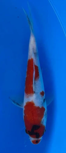 21cm Japanese Imported Showa - Miyatora - QT6 - 20