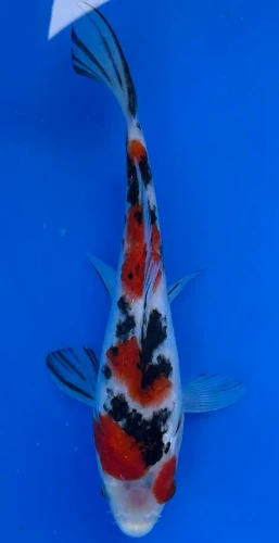 19cm Japanese Imported Showa - Miyatora - QT6 - 15