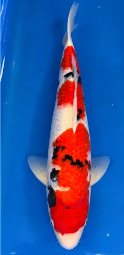 51cm Japanese Imported Ginrin Sanke - Dainichi - ICF2 - 20