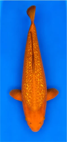 56cm Japanese Imported Yellow Monkey - Dainichi - ICF2 - 13