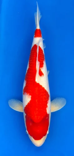 54cm Japanese Imported Kohaku - Dainichi - ICF2 - 12