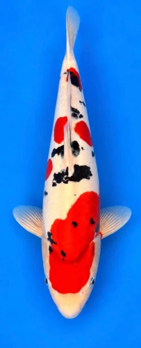 55cm Japanese Imported Koi Doitsu Sanke - Marushin - A4 - 15